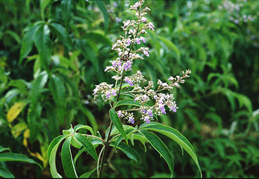 Nirgundi