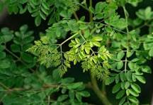Moringa