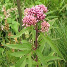 Rasna